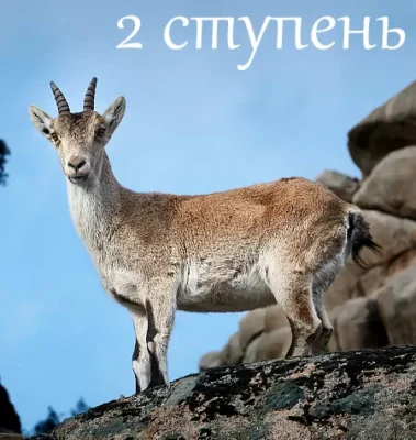 Изображение товара: Курс «Практика и жизнь. 2 ступень: «Начал(а) практику — и вот»»